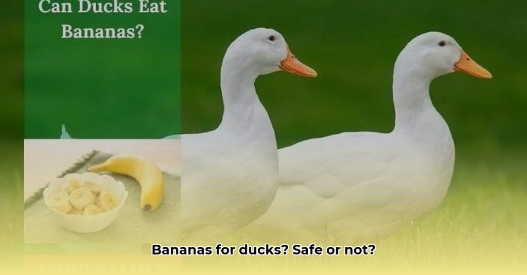Can Ducks Eat Bananas? A Guide to Feeding Your Feathered Friends Safely ...