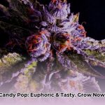 candy_pop_strain_edited