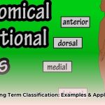 classify_the_given_terms_or_examples_with_the_appropriate_category_edited