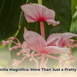 medinilla_magnifica_uses_edited
