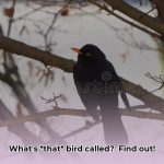 scientific_name_for_a_bird_edited