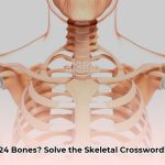 set_of_24_for_the_human_skeleton_edited