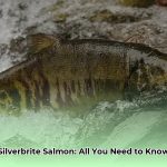 silverbrite_salmon_edited