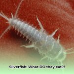 silverfish_diet_edited