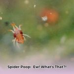 spider_faeces_edited