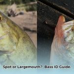 spotted_bass_vs_largemouth_bass_edited