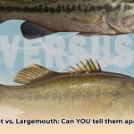 spotted_bass_vs_largemouth_edited