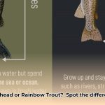 steelhead_vs_rainbow_edited