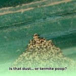 termite_feces_edited