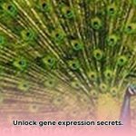 universal_probe_library_edited