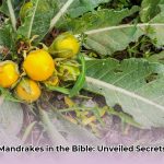 what_is_mandrakes_in_the_bible_edited