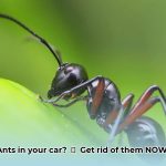 ants_in_car_edited