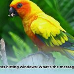 bird_keeps_flying_into_window_spiritual_meaning_edited